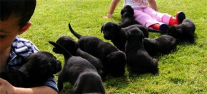 gundog puppies forsale