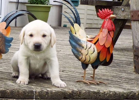 gundog puppies wales