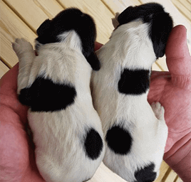 gundog pups carmarthenshire