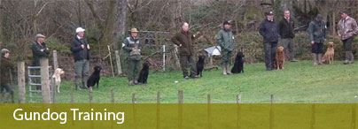 gundog training wales